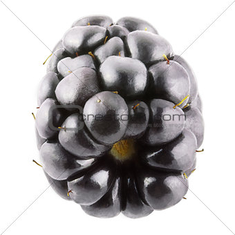Ripe blackberry isolated on white background with clipping path