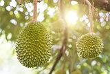 Musang king durian tree in farm.