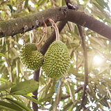 Musang king durian tree in orchard.