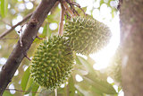 Musang king durian tree 