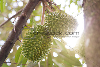 Musang king durian tree 