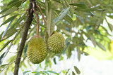 Musang king durian on tree 