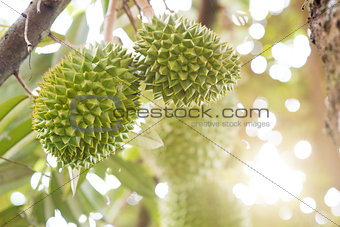 Musang king durian tree close up