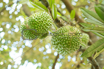 Musang king durian close up.