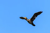 cormorant (phalacrocorax carbo ) in flight 