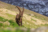 Ibex, Range of Mont Blanc, France
