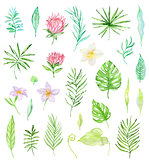 Watercolor set of tropical flowers