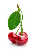 Cherry on branch with green leaf healthy