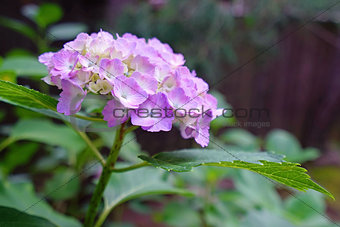 Purple hydrangea flower with green leaves in Japan outdoor garde