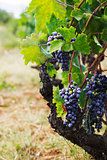 Vineyard in autumn harvest
