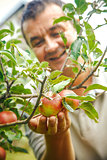 Apples harvest with farmer