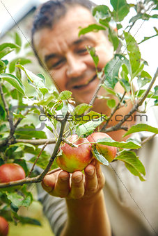 Apples harvest with farmer