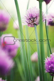 Chives flowers in spring