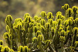 cactus with small yellow flowers wild view