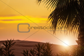Tropical palm leaves in sunset
