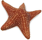 Starfish on a White Background