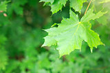 Macro shot on green maple leaves.