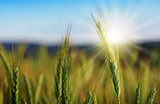 Closeup of green wheat in sunlight.