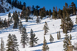 Hillside with skier in Mammoth Lakes, California, January 2017, a record snow-fall year