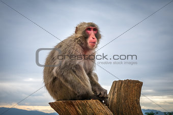 Japanese macaque on a trunk, Iwatayama monkey park, Kyoto, Japan