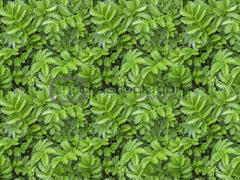 A seamless pattern texture of green carved leaves