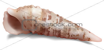 Isolated Seashell on a White Background