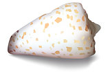 Isolated Shell on a White Background