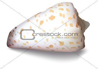 Isolated Shell on a White Background