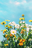 Summer flowers against a blue sky