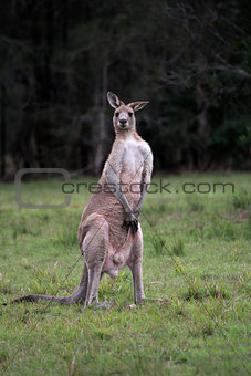 Male Eastern Grey Kangaroo standing on hind legs