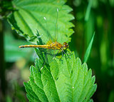 A damselfly sits on a green leaf, a predatory insect.