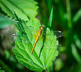 A predatory insect dragonfly sits on the grass.Close up.