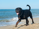 rottweiler on the beach