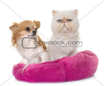 white persian cat and chihuahua