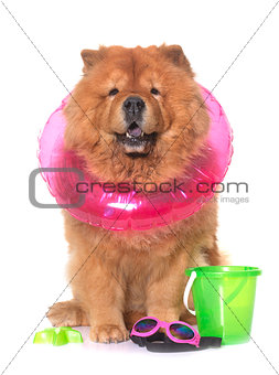 chow chow dog in summer