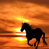 Silhouette of horse galloping 