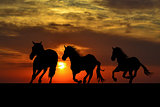 Silhouette of horses galloping at sunrise