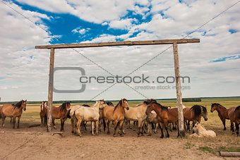 The herd of horses on the pasture