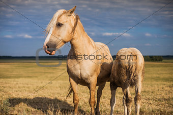 Mare with foal in the field
