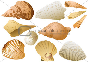 Seashell Set on White Background