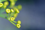 Blurred green leaves on soft background. Unfocused abstract nature background