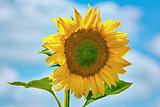 Sunflower against the Sky