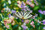 Swallowtail Butterfly (Papilio Machaon)