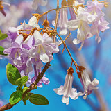 Paulownia Fortunei Flowers