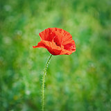 Red Poppy Flower