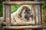 Dog near the Ladder