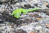 Green lizard on a rock