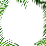 Palm Leaf Vector Background Illustration