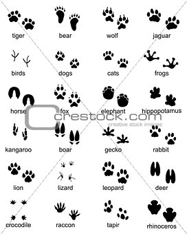 Set of footprints of wild animals