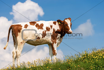 Calf on a Mountain Summer Pasture